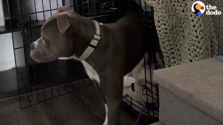 Texas Foster Dog Was Too Scared To Leave Her Crate Until A Quiet Movie Night Changed Everything