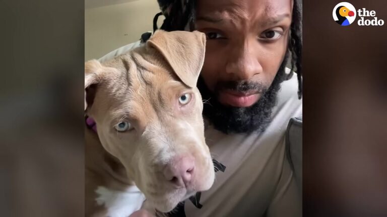California Dog Left At The Shelter Faces A Heartbreaking Deadline Until One Decision Changes Her Life