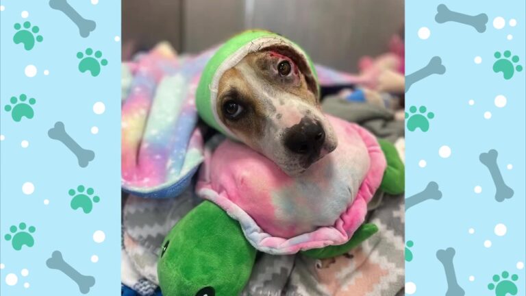 Tennessee Dog Endured Unthinkable Cruelty, But Her Surprising New Trick Will Melt Your Heart