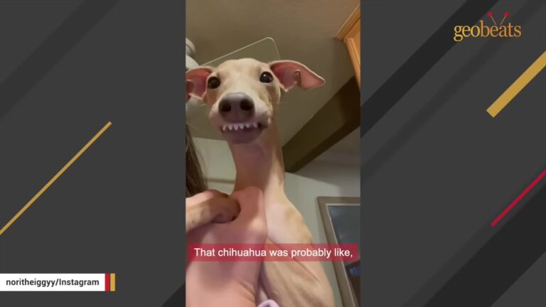 Confused Tiny Dog In California Waited With Her Tail Tucked Until One Strange Talent Made Everyone Look Twice