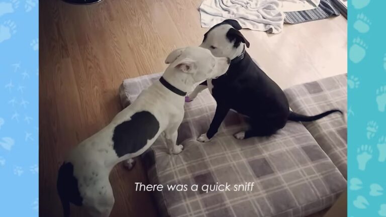 California Family Adopts One Puppy, But A Shocking Instagram Post Leads To A Beautiful Sibling Reunion