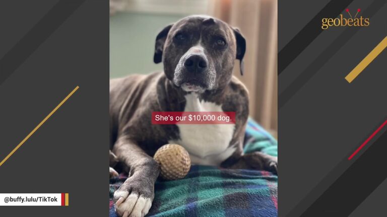 California Dog Was Only Supposed To Stay A Few Days, But A $10,000 Journey Proved She Was Meant To Be There Forever