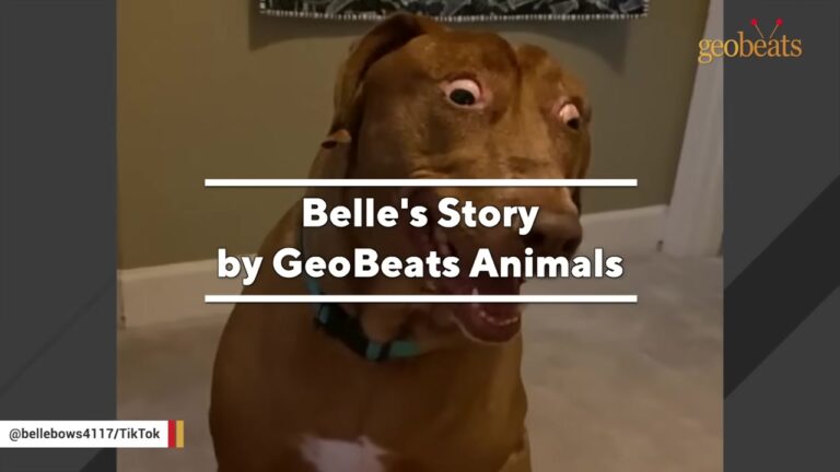 Georgia Woman Notices Something Remarkably Human About The Puppy Staring Through The Kennel