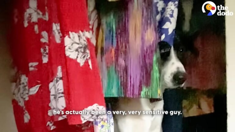 California Dog Retreats Into A Closet After Losing His Sister And Refuses To Come Out