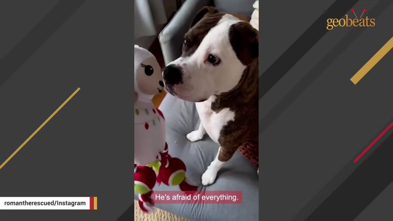 Texas Dog Missing One Ear Arrives Home And Treats Every Ordinary Movement Like A Threat