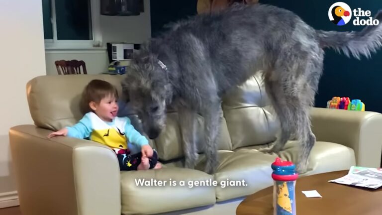 Texas Family Welcomes A Tiny, Unsure Puppy, But No One Expected Him To Become A 140-Pound Sweetheart