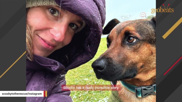Dog Left Alone After Losing His Sister Traveled To Utah Without Knowing What Waited