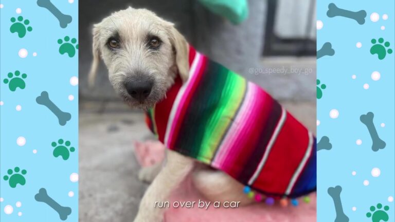 California Woman Flies To Save An Injured Street Dog And Uncovers A Hero In The Making
