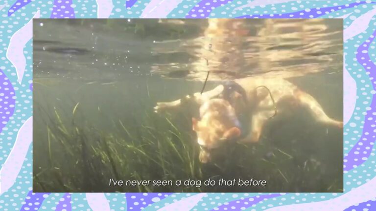 Florida Dog Weighed Down By His Past Discovers A Hilarious Hidden Talent In The Lake