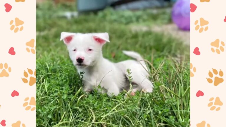 Blind And Deaf Texas Puppy Was Dumped Outside, Then One Dog Began Following His Every Move