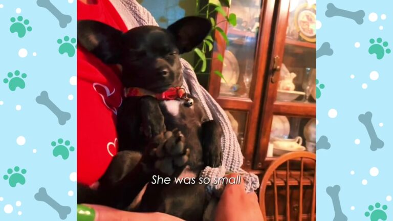 Tiny California Puppy Began Wobbling And Falling One Day After Everything Had Seemed Normal