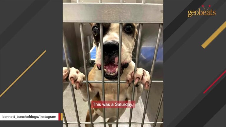 Terrified Texas Shelter Dog Touches Grass And Suddenly Drops Into A Play Bow