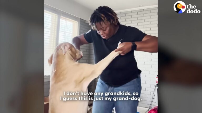 Georgia Dog Acts Like A Perfect Angel For His Mom, But The Second She Leaves Grandma Has To Hit Record