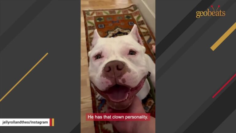 Maryland Dog Faced A Ban In His County, But One Small Gesture Changed His Entire Fate