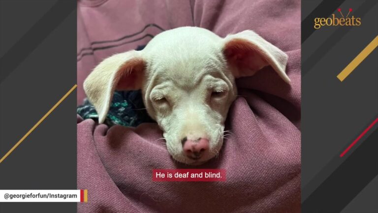 Deaf And Blind Puppy Was Left Alone In A Cardboard Box On A Connecticut Sidewalk