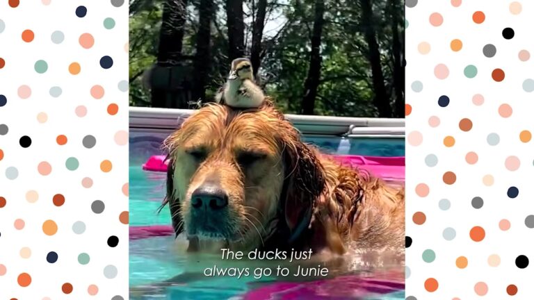 Family Watches Baby Ducks Gather Around Their Missouri Dog Like She Is Their Mother
