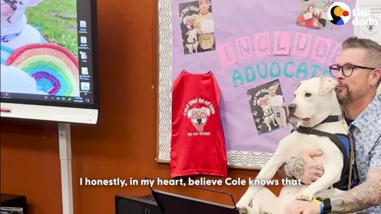 New Jersey Deaf Shelter Dog Walks Into A Busy Classroom And Somehow Brings The Whole Room Peace