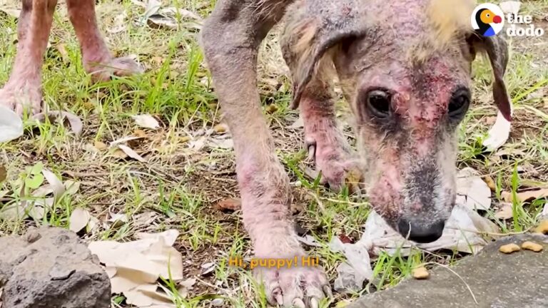 California Dog Hiding In A Drainage Pipe Gets The Love Story He Desperately Needed