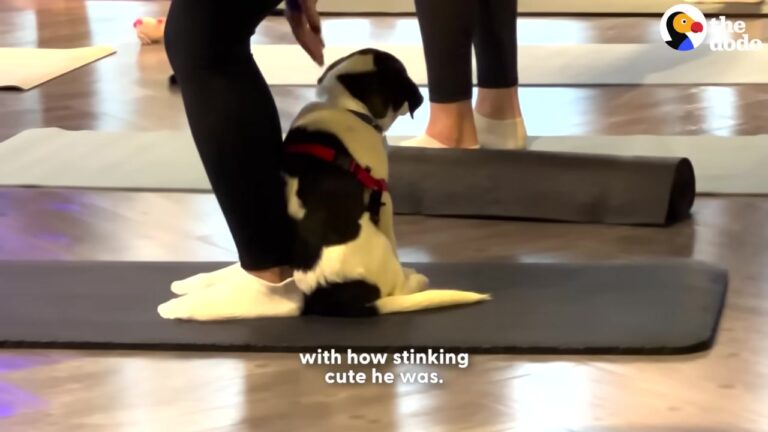 California Puppy Refuses To Leave Woman’s Yoga Mat And Changes Her Life Forever