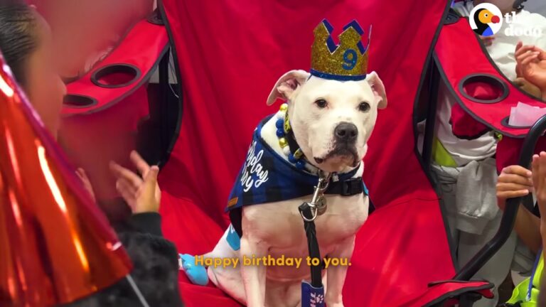 New Jersey Teacher’s Deaf Dog Gets A Birthday Surprise In The Exact Language He Understands