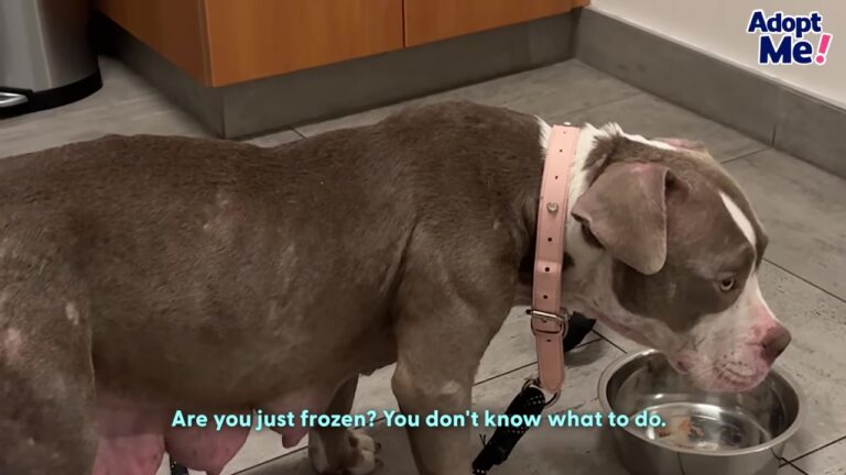 Tennessee Dog Left Shivering In The Freezing Cold Found A Family Willing To Help Her Heal