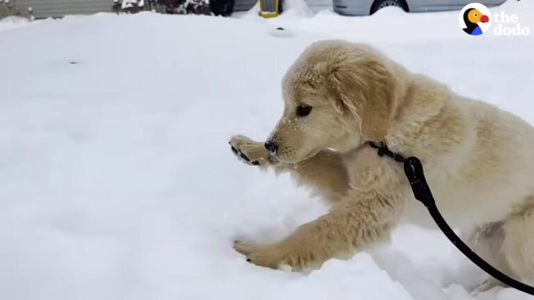 Michigan Dog Bangs A Bell To Go Outside, And His Reaction To The Winter Weather Melts His Mom’s Heart