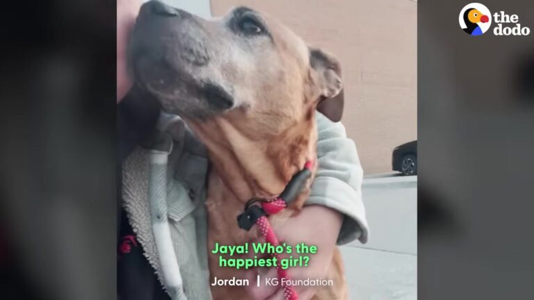 Texas Dog Surrendered With Newborns And A Broken Body Gets The Miracle She Waited For