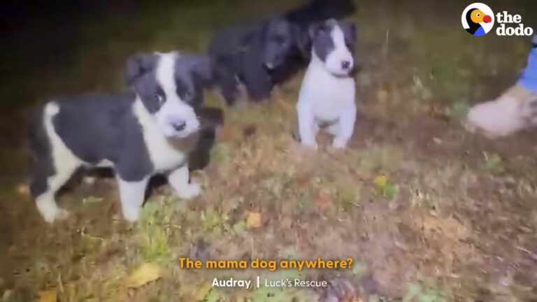Georgia Puppies Dumped In The Freezing Rain Lead Rescuers To A Stunning Backyard Discovery