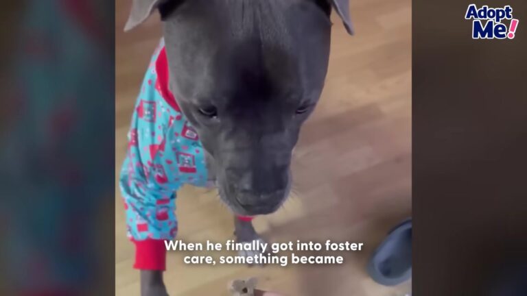 California Shelter Dog Was Returned Multiple Times, But One Quirky Habit Shows What He Really Wants