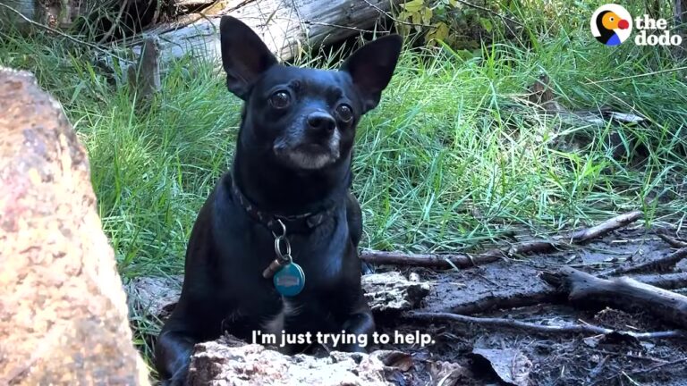California Hiker Finds A Terrified Dog Deep In The Woods And Uses An Unlikely Tool To Save Him