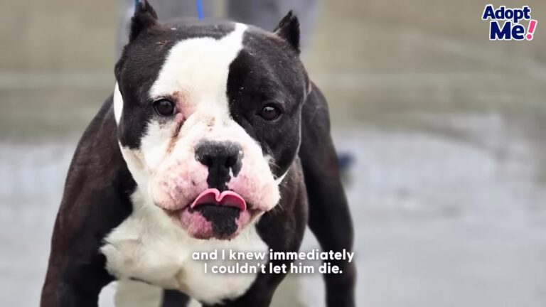 California Dog Saved From The Euthanasia Room Suffers A Freak Accident That Changes Everything