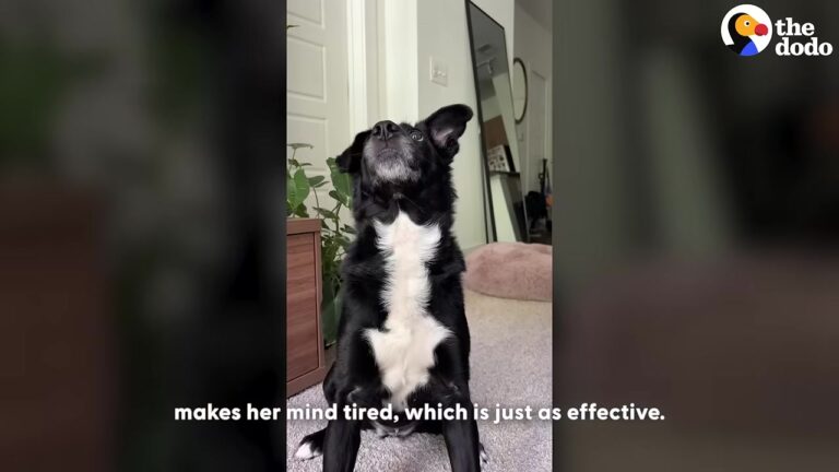 California Dog Mom Notices Her Pup Is Feeling Down, So She Tries Three Simple Tricks To Change Everything