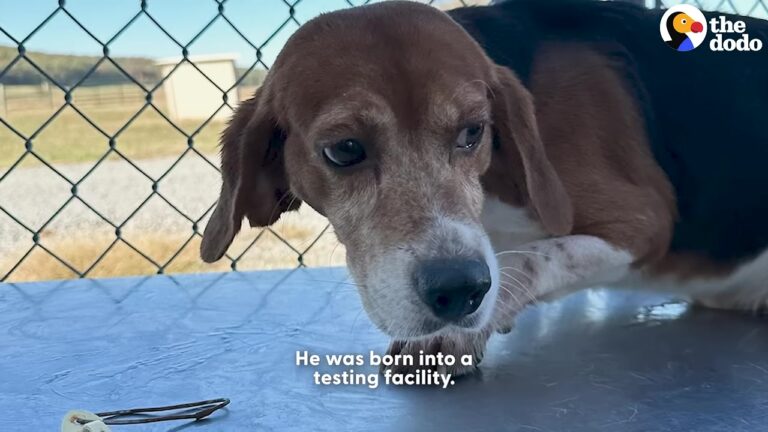 Ohio Dog Born Into A Testing Facility Takes An 11-Hour Drive To A Life-Changing Milestone