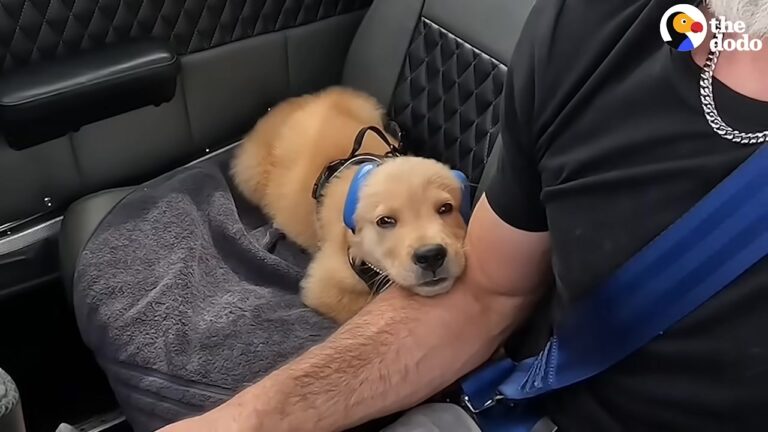 Texas Hero In A Mask Discovers An English Bulldog Trapped In A Dumpster And Sparks A Beautiful Rescue Mission