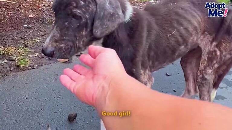Texas Dog Found Shuffling Down The Street Proves Her Will To Live With One Tiny Tail Wag