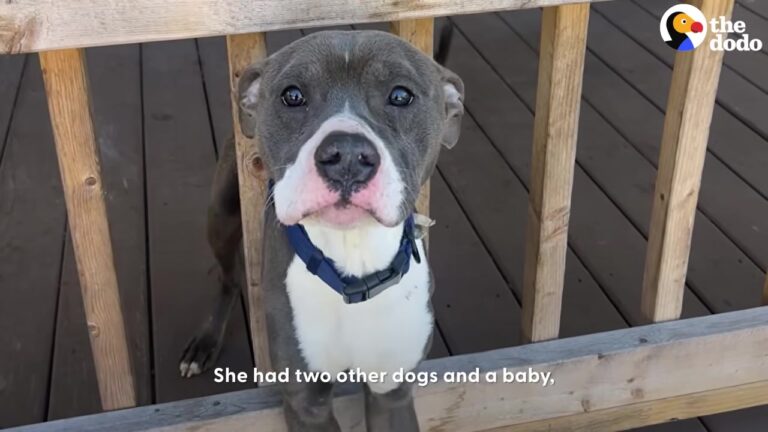 West Virginia Dog Faced Heartbreak Twice, But One Final Journey Changed Everything