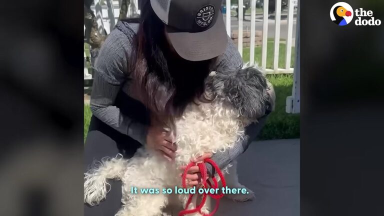 California Senior Dog Lost His Family After 13 Years, But One Rescue Ride Changes His Entire World