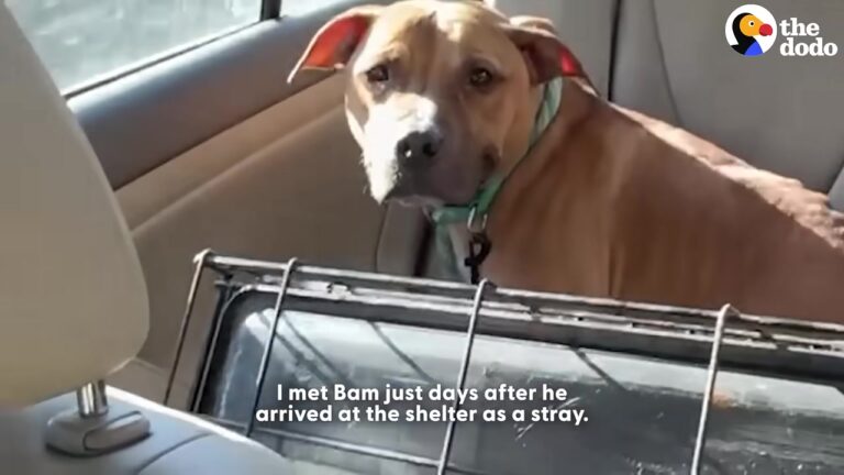 Texas Dog Covered In Scars Was Left Behind By His Adopter, But A Holiday Miracle Changed Everything