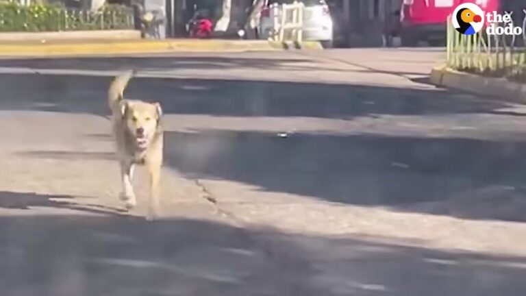 Tennessee Traveler Stops For A Street Dog In Bolivia And Changes Both Their Lives Forever