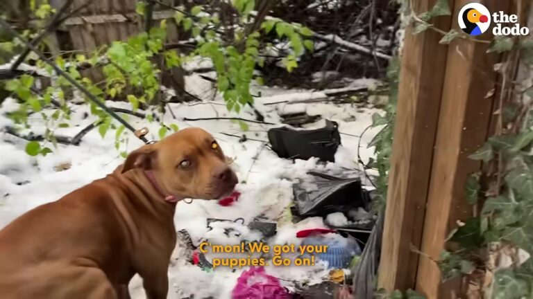 This Missouri Dog Had One Reason To Stay Hidden, And Her Rescuer Quickly Understood Why