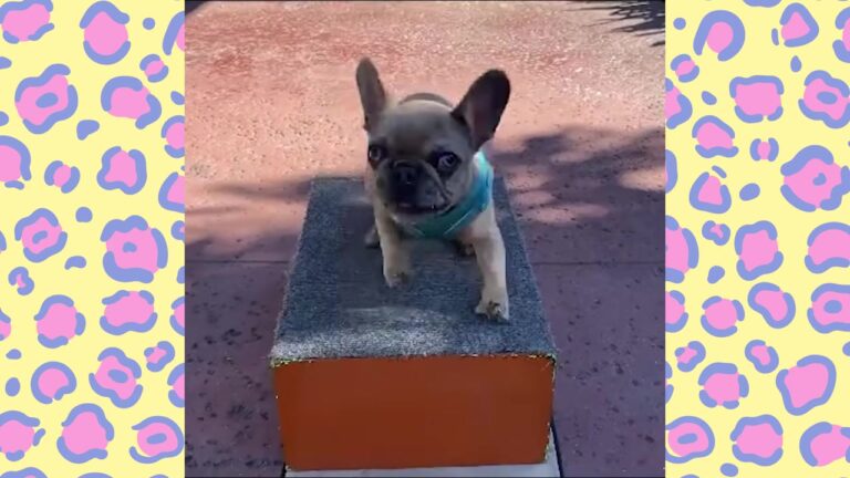 California Dog Born Without Toes Or Pads Gets Teeny Prosthetics And Proves Nothing Can Stop Her