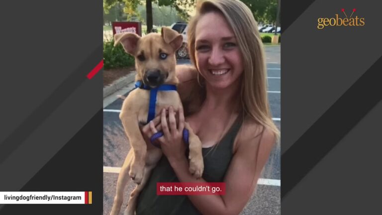 Hopeful Young California Dog Was Left Behind When His Family Moved Somewhere He Couldn’t Go