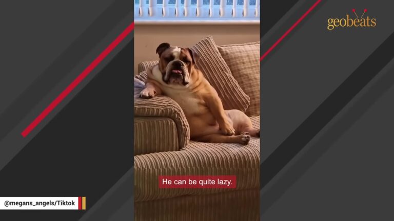 Lonely Pennsylvania Dog Waited Inside A Caravan Crate Nearly All Day