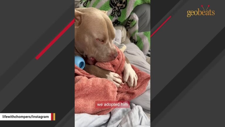 Heartbroken Deaf Georgia Dog Waited Behind Shelter Bars Until A Couple Noticed Something In His Eyes