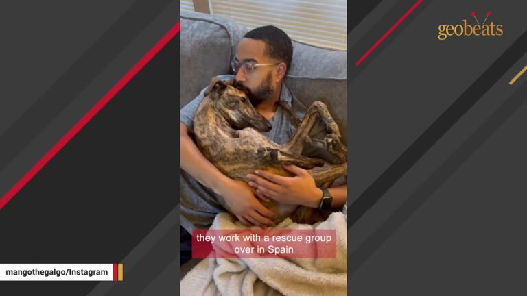 One Photo Sent A New York Couple To JFK For A Dog With A Completely Mysterious Past