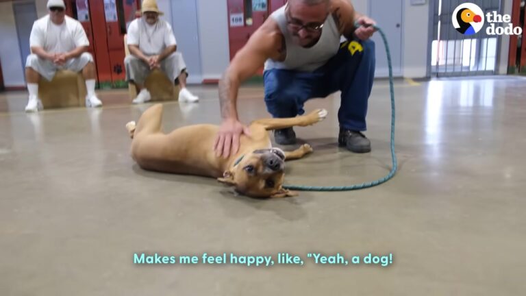 California Dog Struggled With Her Fears, Then One Unique 14-Week Program Changed Everything