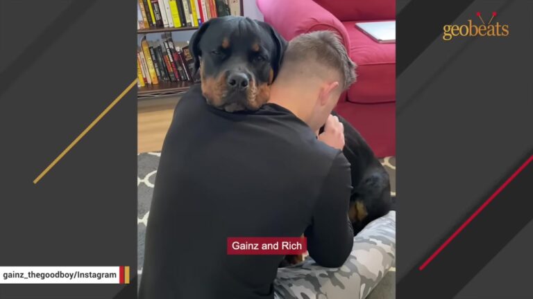 Tough-Looking Pennsylvania Dog Has One Soft Spot His Family Cannot Stop Talking About