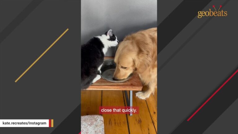This Ohio Golden Retriever Waited Years For A Friend Like The Cat Who Just Arrived