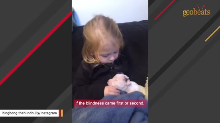 Blind Puppy No Bigger Than A Cell Phone Arrives At A Pennsylvania Vet With Little Hope