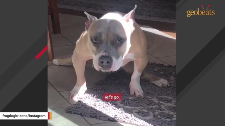 Pennsylvania Woman Carries Her Disabled Dog Upstairs Before Their Sweetest Conversation Of The Day